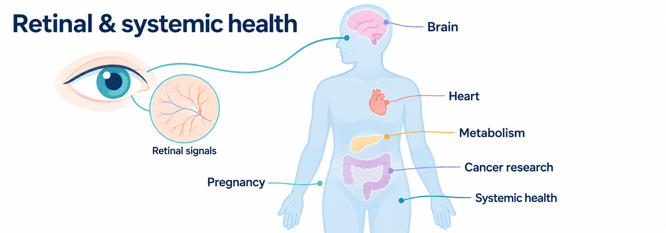 Gentle medical cartoon connecting retinal signals to a human silhouette with simplified organs inside the body and systemic health research labels.